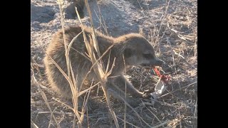 Meerkat eats a lizard!