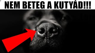 Elterjedt Tévhitek Állatokról, Amit Még Mindig Elhiszel! [LEGJOBB]
