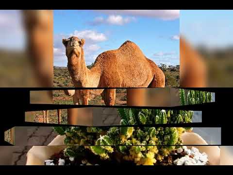 وصف عن مناخ البيئه الصحراويه