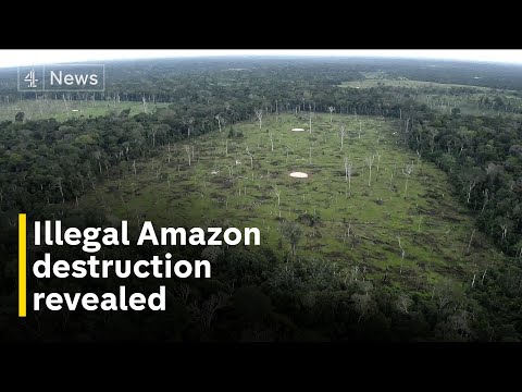 Colombia’s Amazon: Leaders ignoring devastating illegal deforestation