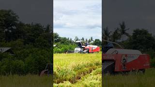 Kubota dhan kata harvester machine 🌾 #shorts #viral #combineharvester