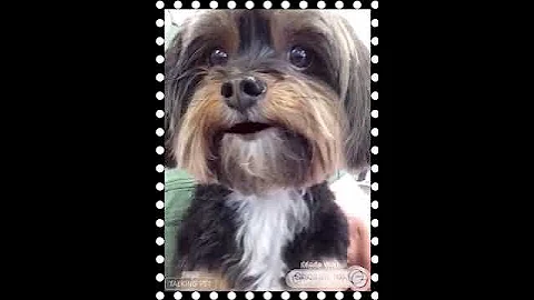 Bella the Blessing 🐾 | When Your Dog Says ‘Hi Mom, See You Soon!’ 💖