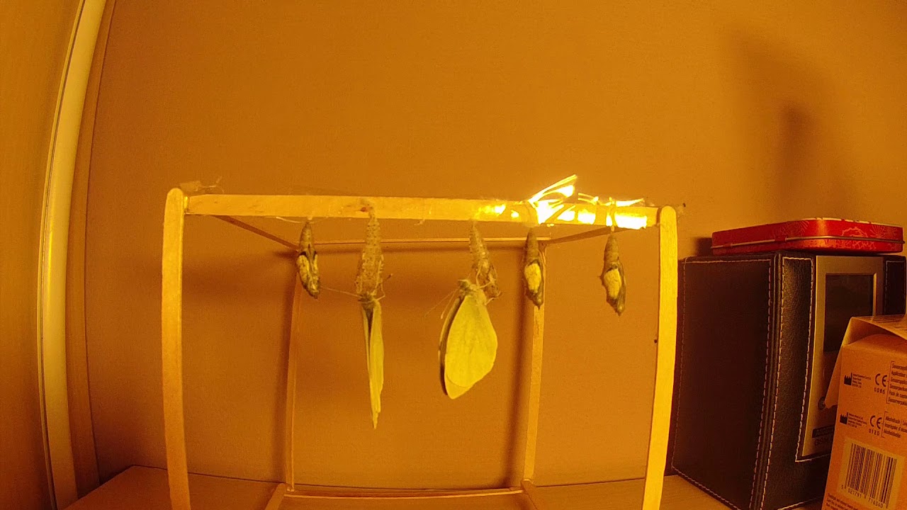 Multiple Pieris brassicae (Cabbage white butterfly) emerging #2