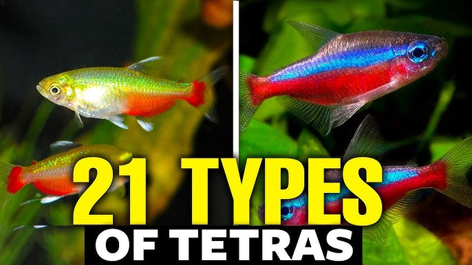 All About Black Neon Tetras: The Poor Mans Tetra 