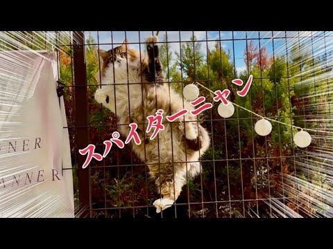 けい様　取り置き中　三毛猫ドラマー　流れ星流れるクローバー畑　Bathroom 畑に捨てられた子猫のその後】ボーちゃんが歩けるようになるまで