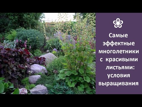 Видео: Потрясающая листва растений – выбираем растения с классными листьями