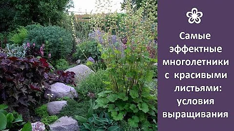 ❀ Самые эффектные многолетники с красивыми листьями: условия выращивания