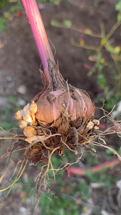 Gladiolus Corms #gardeningtips #garden #gladiolus #flowers