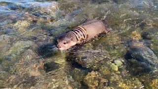 The  vegorous otter [Otter life Day 35] 元気いっぱいのカワウソをご覧ください