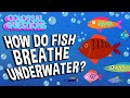 How Do Fish Breathe Underwater? | COLOSSAL QUESTIONS