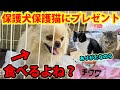 捨て犬のチビと保護猫達にプレゼントが届きました。感謝です