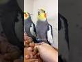 Zoro The Cockatiel Singing Adorableвќ пёЏ Calopsita Cockatiel Birds Cockatiels Cutebirds Parrot Zoro The Cockatiel Singing Adorableвќ пёЏ Calopsita Cockatiel Birds Cockatiels Cutebirds Parrot
