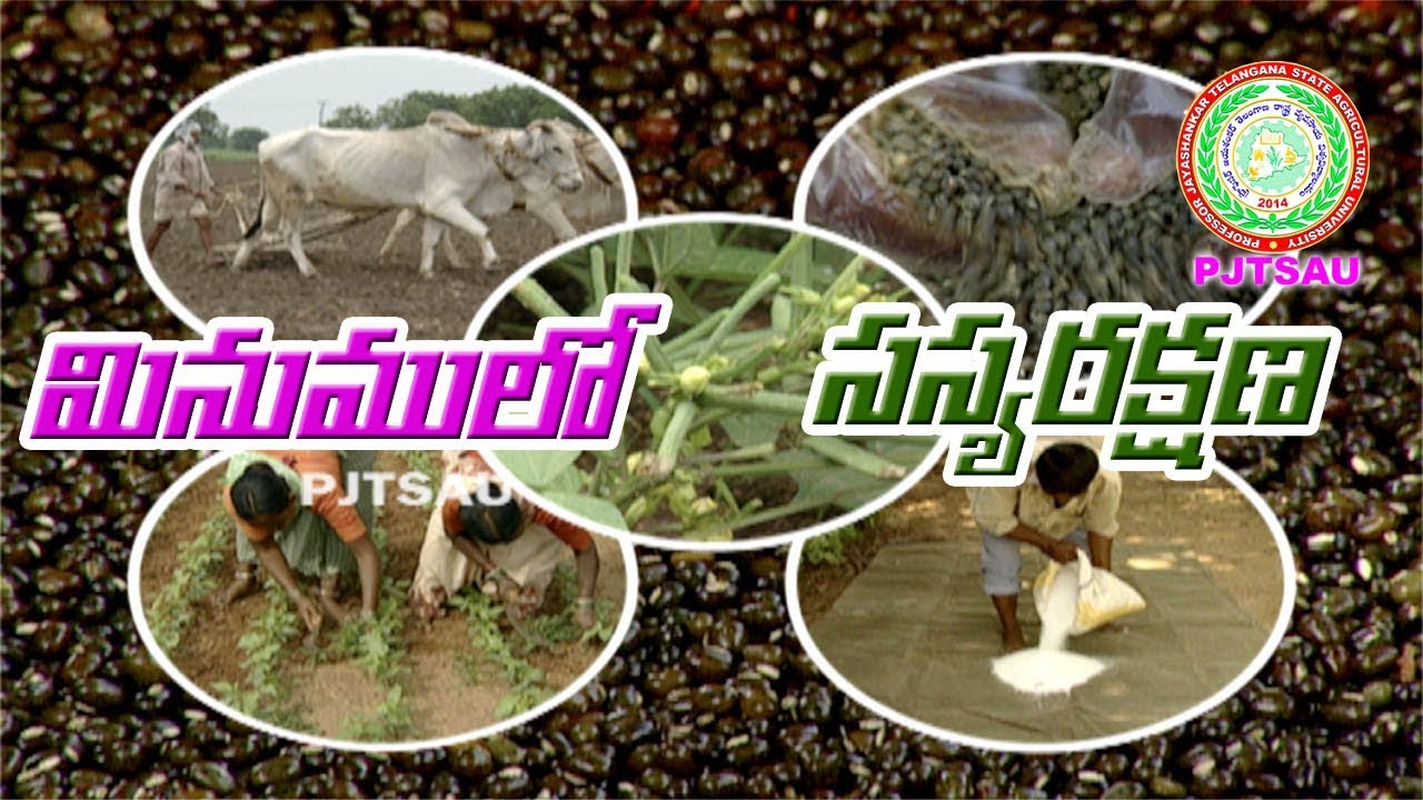 Black Gram Pests and Diseases ll Mosaic Virus ll Leaf Spots ll Thrips ll Borers ll PJTSAU ll