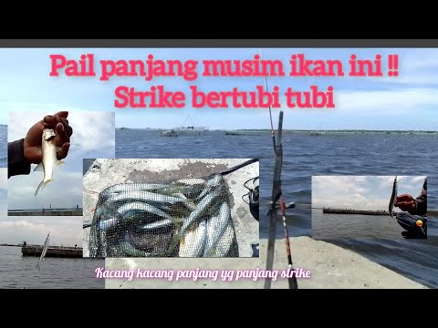 PAIL PANJANG terbaru|| lagi musim ikan tompel,kacang kacang#lautmarunda #pailpanjang