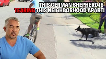 How To Calm Down A Frantic German Shepherd | Cesar 911 Season 2 Ep. 4 - Part 1