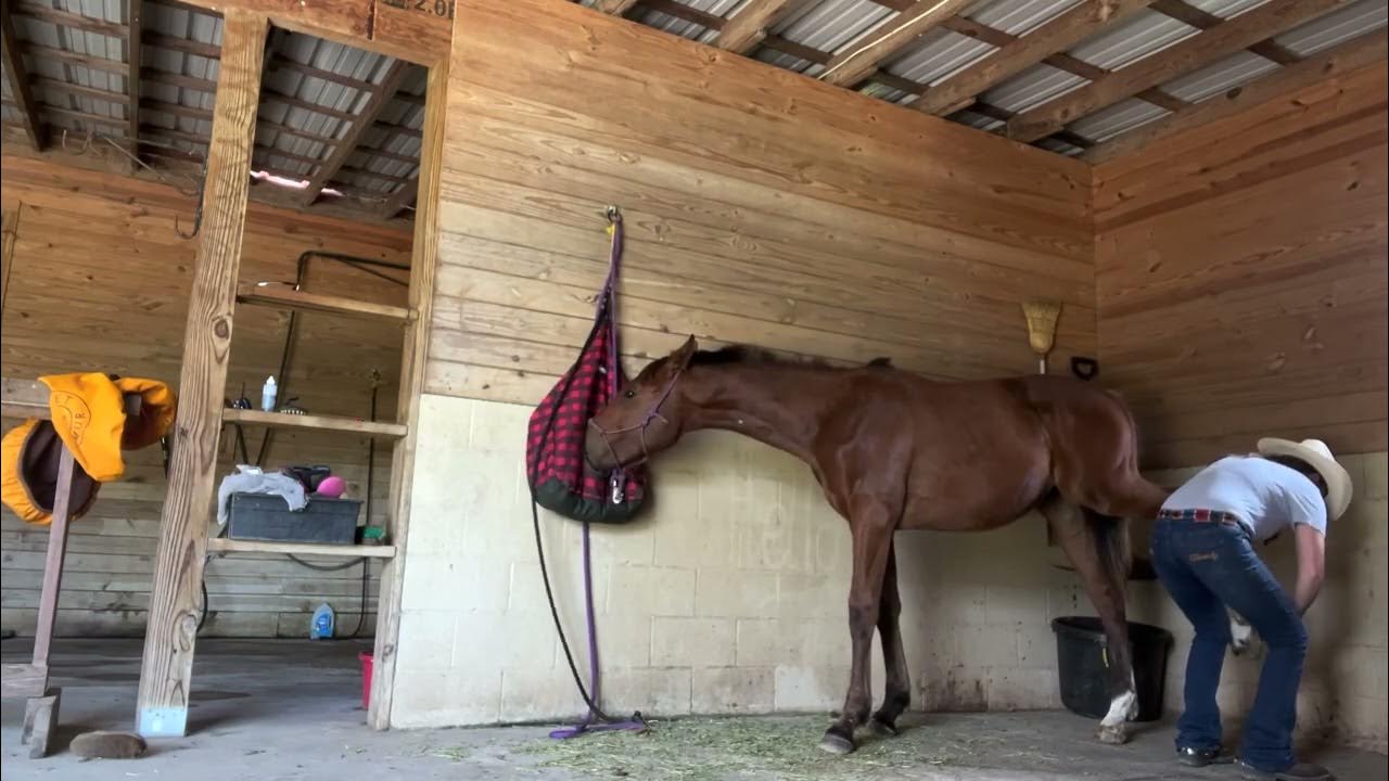 Spencer, farrier practice YouTube
