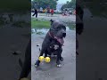 American pitbull new video  #vs #shorts #trending#aivideo  #animal