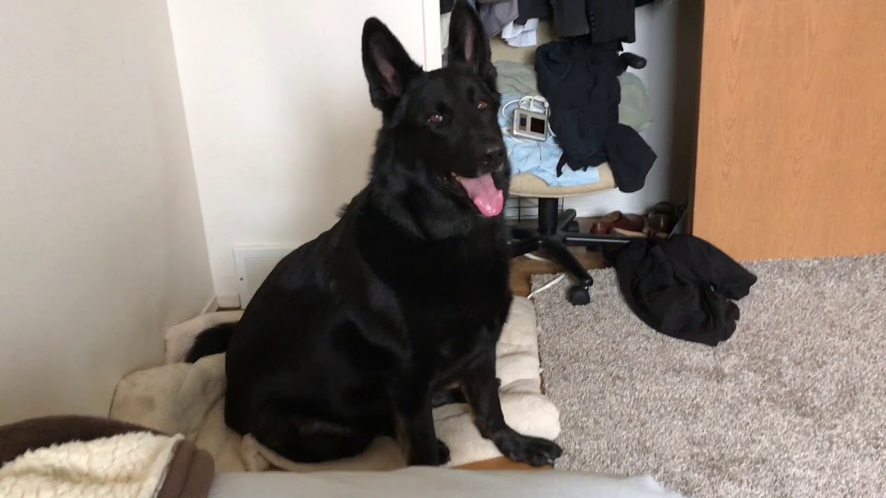 German Shepherd Hears The Islamic call for prayer For the first time.