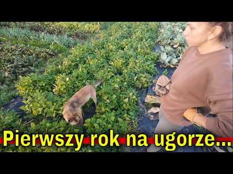 Autumn in the garden. Vegetables, digging, and stone picking. The first year on fallow land...