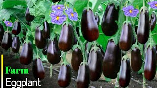 Brinjal farming | Full Video | बैंगन की खेती |Eggplant farming | How to grow Brinjal Plant |Advance|