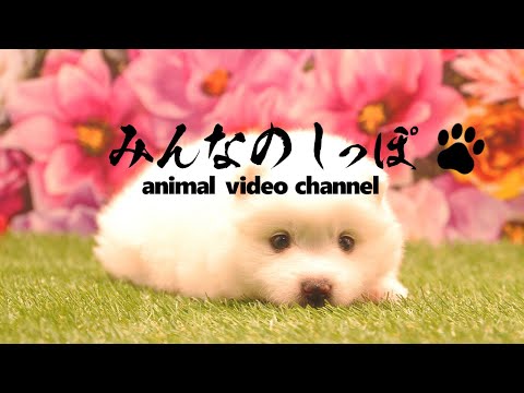 みんなのしっぽ#34子犬動画【日本スピッツ】（ Best Dog Videos - Japanese Spitz ）