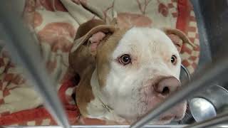 acs A683221