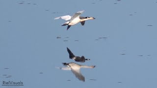 Bird Spotting - Sandhill Crane, Great Blue Heron, Canadian Goose and Trumpeter Swan Flying Together