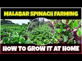 Malabar Spinach Farming | How to grow Malabar Spinach at Home | Malabar Spinach Cultivation