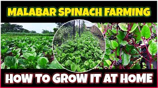 Malabar Spinach Farming | How to grow Malabar Spinach at Home | Malabar Spinach Cultivation