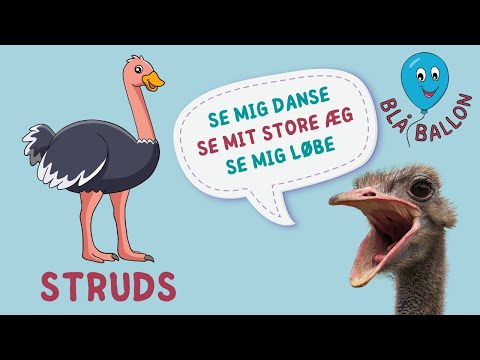 Video: Typer af strudse. Hvor bor strudsen, og hvad spiser den? strudseæg