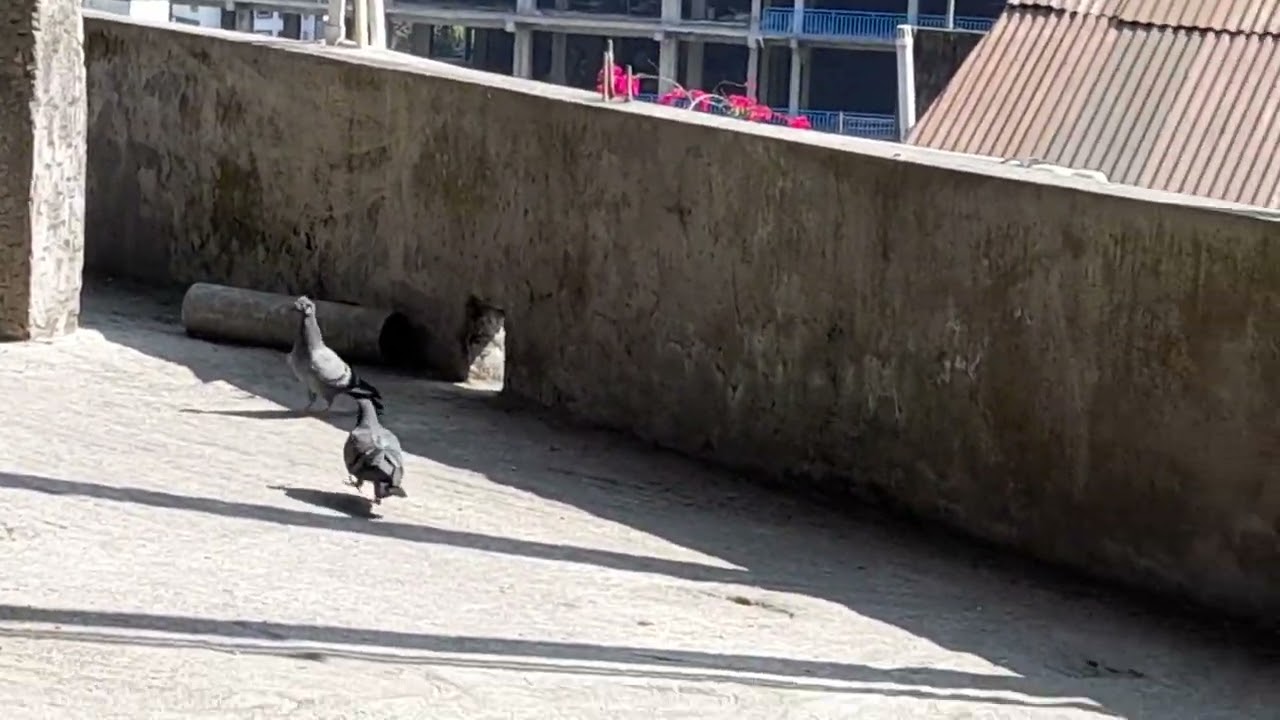 Pigeons in ma houseeeee part 2