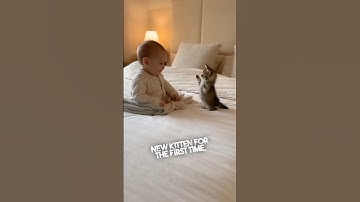 Deze reactie van de baby op het nieuwe kitten is echt hilarisch 😂