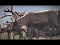 Северные олени полярного Урала \ Reindeer of the polar Urals