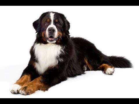 فيديو: هل كلاب جبال البرنيز عدوانية؟