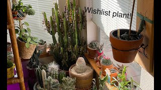 Plant crafts! - Wish List Hoya