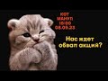 КОТ МАНУЛ: НАС ЖДЕТ ОБВАЛ АКЦИЙ?