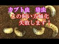この飼い方は失敗します カブト虫幼虫 蛹室 前蛹 蛹化 羽化