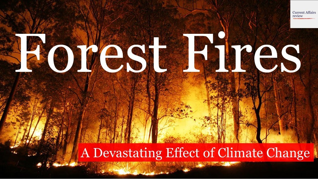 case study on forest fire