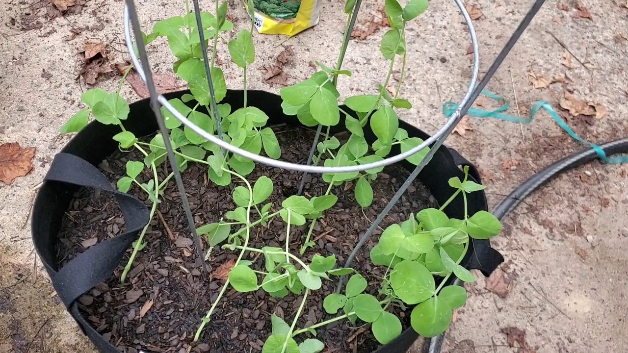 What Should I Plant YouTube what-should-i-plant-youtube