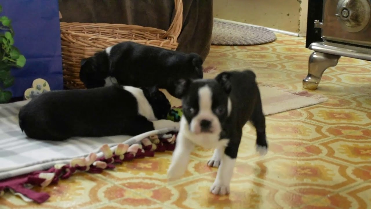 Boston Terrier Puppies For Sale YouTube