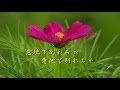 磯ぶし源太/橋幸夫/yamato.nabe