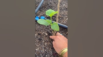 The Ultimate Guide To Growing Cucumbers With The Umbrella Trellis Technique