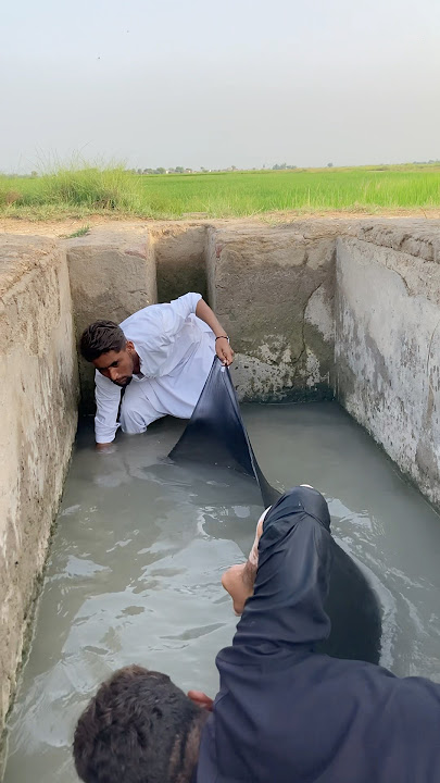 🐠 Unbelievable Catch with Fishing Net – You Won’t Believe This! #fishing #fish #shorts #amazingfish