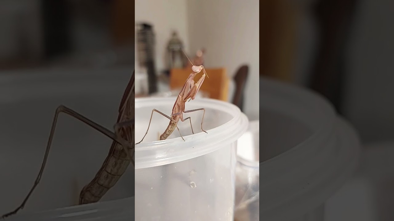 Is he hungry? #gottesanbeterin #mantis