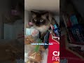 Caught my cat red handed!!! Hand in the cookie jar and everything #cat #ragdoll #catdad #cute
