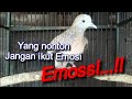 Suara Perkutut Lokal Emosi~Nguwor