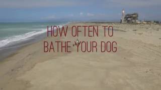 HOW OFTEN SHOULD YOU WASH YOUR DIRTY DOG?!!!
