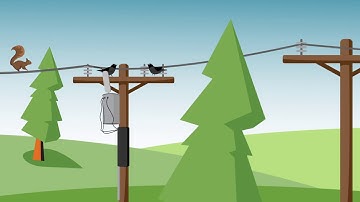 The Causes of Outages: Wildlife