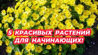 5 многолетников для начинающих! Самые неприхотливые цветы для сада