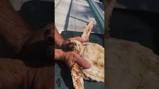 Baby sea turtle bath time! “Tater”, a juvenile loggerhead sea turtle enjoys a spa day #turtle